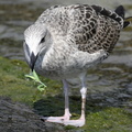 Seagull with an insect in its beak, Simeiz resort, Black Sea coast, Crimea, Ukraine